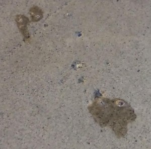 Spit on the Sidewalk